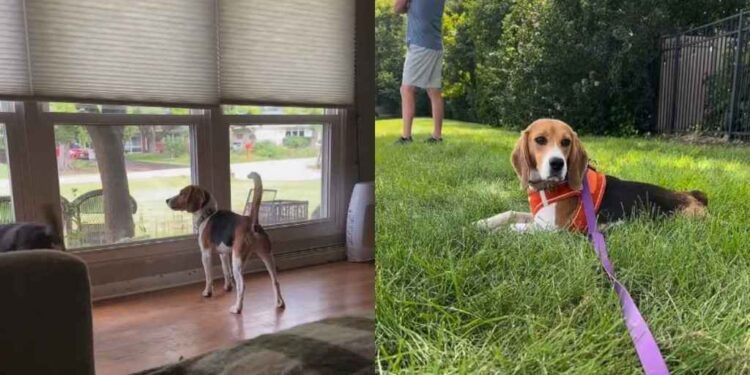 Rescue Beagle Teaches Foster Family an Unforgettable Lesson in Trust