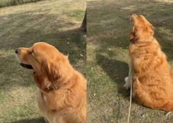 Golden Retriever Suddenly Stops in the Middle of His Walk To Do This & It’s Heartwarming