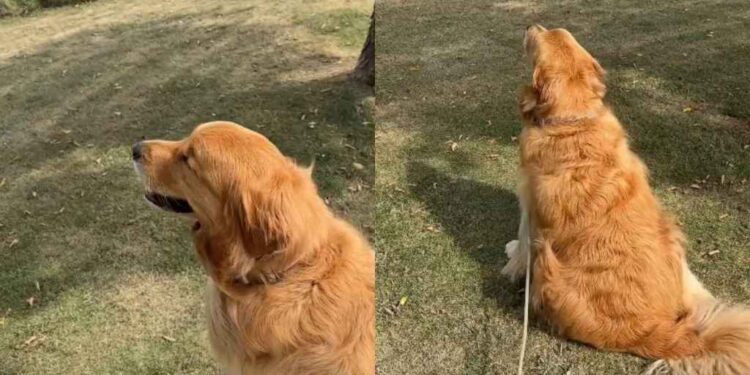 Golden Retriever Suddenly Stops in the Middle of His Walk To Do This & It’s Heartwarming