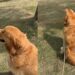 Golden Retriever Suddenly Stops in the Middle of His Walk To Do This & It’s Heartwarming