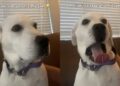 Dog Startles Herself Mid-Yawn & Immediately Aborts Mission
