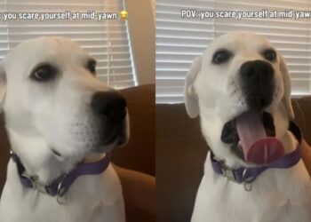 Dog Startles Herself Mid-Yawn & Immediately Aborts Mission