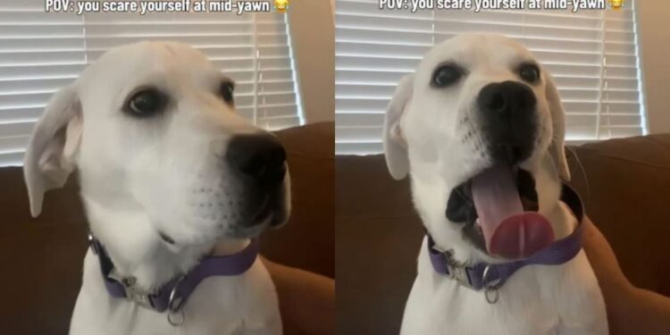 Dog Startles Herself Mid-Yawn & Immediately Aborts Mission