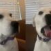 Dog Startles Herself Mid-Yawn & Immediately Aborts Mission