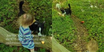 Internet Can’t Get Enough of Dog’s Reaction When Her Tiny Human Drops the Leash