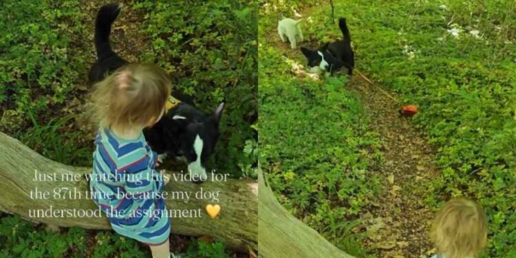 Internet Can’t Get Enough of Dog’s Reaction When Her Tiny Human Drops the Leash