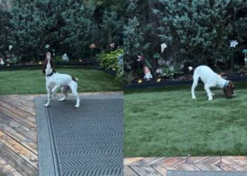 Blind Dog Can’t See the Ball, but His Nose Knows Exactly Where to Find It