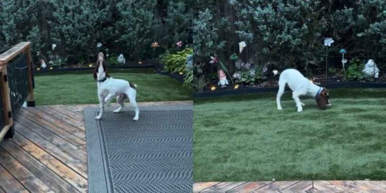 Blind Dog Can’t See the Ball, but His Nose Knows Exactly Where to Find It