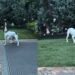 Blind Dog Can’t See the Ball, but His Nose Knows Exactly Where to Find It