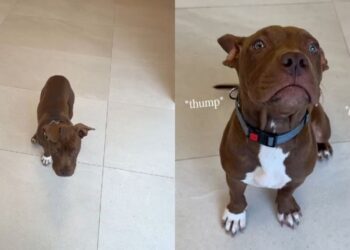 Newly Arrived Shelter Puppy Is Ready for Someone To Give Her a Loving Home