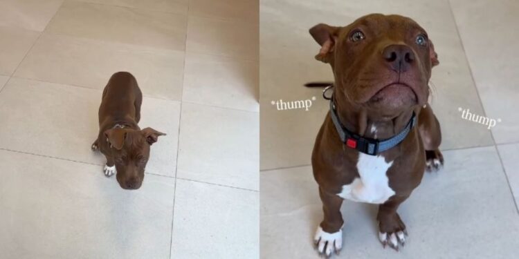 Newly Arrived Shelter Puppy Is Ready for Someone To Give Her a Loving Home