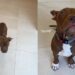 Newly Arrived Shelter Puppy Is Ready for Someone To Give Her a Loving Home