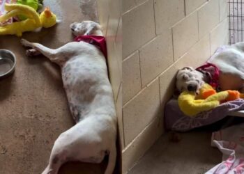 Human Leaves Deaf Shelter Puppy With a Toy in Her Kennel, Only To Find Her Cuddling It Later