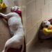 Human Leaves Deaf Shelter Puppy With a Toy in Her Kennel, Only To Find Her Cuddling It Later