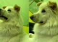 Blind Dog Can’t See the World Around Him, but His Face Shows Exactly What He’s Feeling