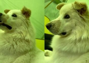 Blind Dog Can’t See the World Around Him, but His Face Shows Exactly What He’s Feeling