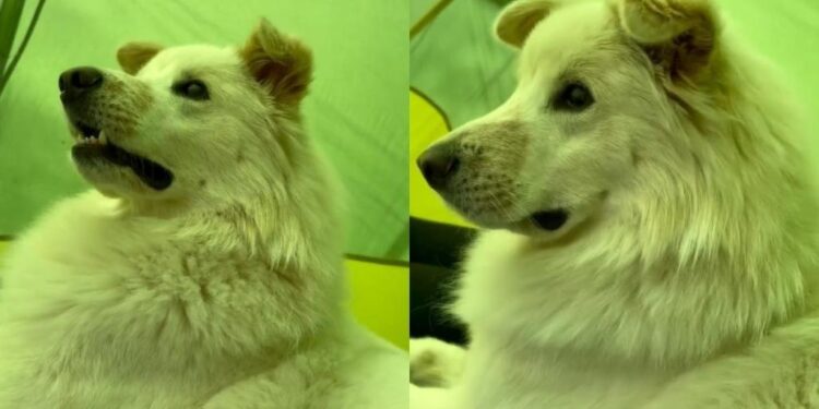 Blind Dog Can’t See the World Around Him, but His Face Shows Exactly What He’s Feeling