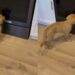 Golden Retriever Puppy Meets Her Reflection & Can’t Believe It