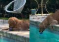 Golden Retriever Has a Pool Routine: Toss, Retrieve, Chew, Repeat