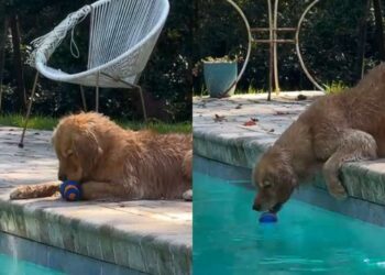 Golden Retriever Has a Pool Routine: Toss, Retrieve, Chew, Repeat