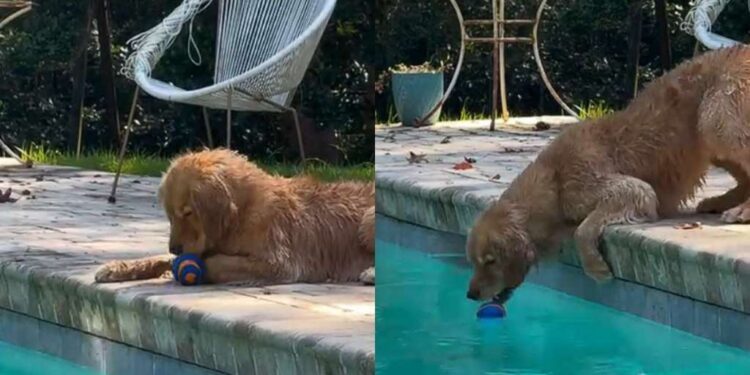Golden Retriever Has a Pool Routine: Toss, Retrieve, Chew, Repeat