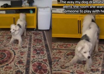 Dog Makes Sure Nobody Misses Her Very Important Playtime Announcement