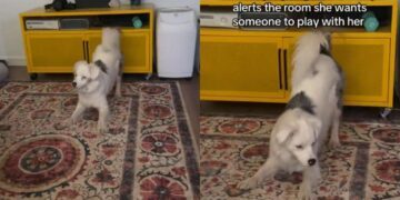 Dog Makes Sure Nobody Misses Her Very Important Playtime Announcement