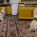 Dog Makes Sure Nobody Misses Her Very Important Playtime Announcement