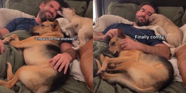 Restless Rescue Pup Finally Feels Safe Beside Dad & His Furry Brother
