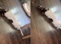 Rescue Dog Understands When Mom Offers Him Cheese, but His Next Move Will Surprise You