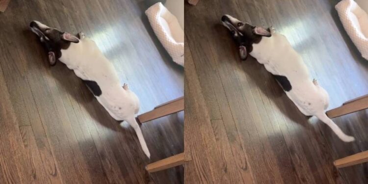 Rescue Dog Understands When Mom Offers Him Cheese, but His Next Move Will Surprise You
