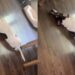 Rescue Dog Understands When Mom Offers Him Cheese, but His Next Move Will Surprise You