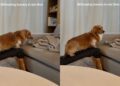 Dog Treats a Tiny Ramp-to-Couch Step Like the Biggest Decision of the Day