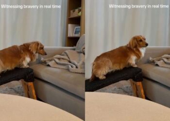 Dog Treats a Tiny Ramp-to-Couch Step Like the Biggest Decision of the Day