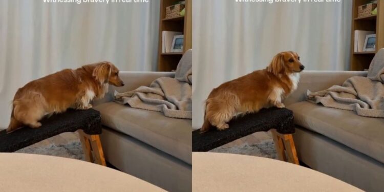 Dog Treats a Tiny Ramp-to-Couch Step Like the Biggest Decision of the Day
