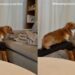 Dog Treats a Tiny Ramp-to-Couch Step Like the Biggest Decision of the Day