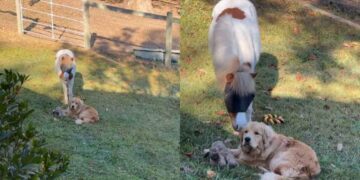Golden Retriever Lets His Pony Friend Nibble Away & Personal Space Is Clearly Optional