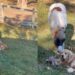 Golden Retriever Lets His Pony Friend Nibble Away & Personal Space Is Clearly Optional