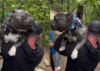 Dog Can Handle Rough Hiking Trails but These Stairs Are a Different Story