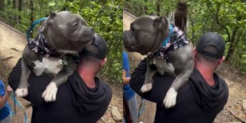 Dog Can Handle Rough Hiking Trails but These Stairs Are a Different Story