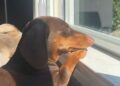 Tiny Dog Shows How Little We Need To Enjoy Our Day — Just a Sunny Window & Nowhere To Be