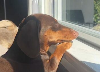 Tiny Dog Shows How Little We Need To Enjoy Our Day — Just a Sunny Window & Nowhere To Be