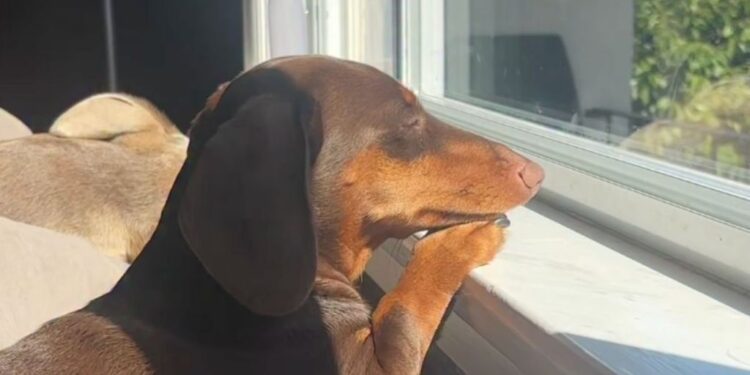 Tiny Dog Shows How Little We Need To Enjoy Our Day — Just a Sunny Window & Nowhere To Be