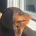 Tiny Dog Shows How Little We Need To Enjoy Our Day — Just a Sunny Window & Nowhere To Be