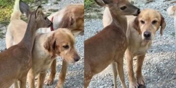 Golden Retriever Has an Unlikely Best Friend in a Deer & She’s Apparently Not Big on Sharing