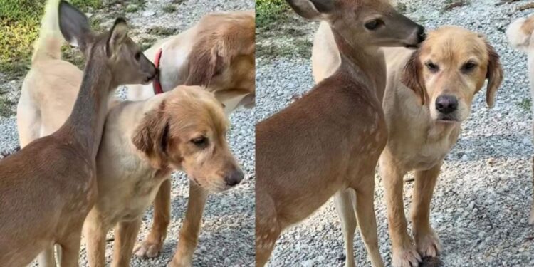 Golden Retriever Has an Unlikely Best Friend in a Deer & She’s Apparently Not Big on Sharing