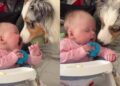 Dog Has Big Plans for Fetch With Tiny Human, Who Has Absolutely No Idea What’s Expected