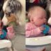 Dog Has Big Plans for Fetch With Tiny Human, Who Has Absolutely No Idea What’s Expected