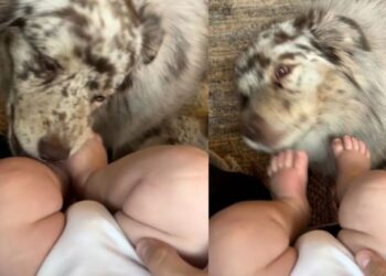 Dog Keeps Chasing Tiny Human’s Wiggly Toes for One More Kiss