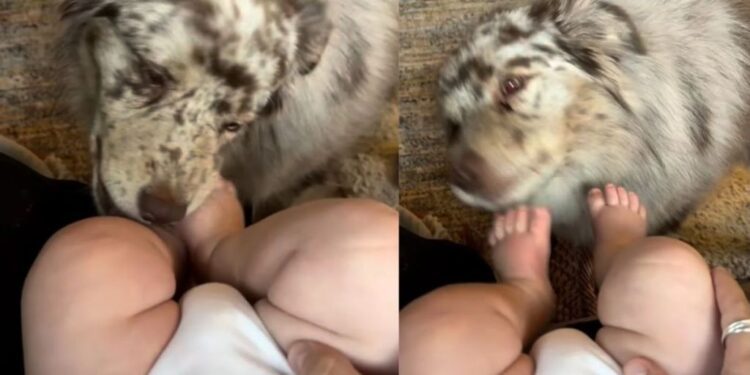 Dog Keeps Chasing Tiny Human’s Wiggly Toes for One More Kiss